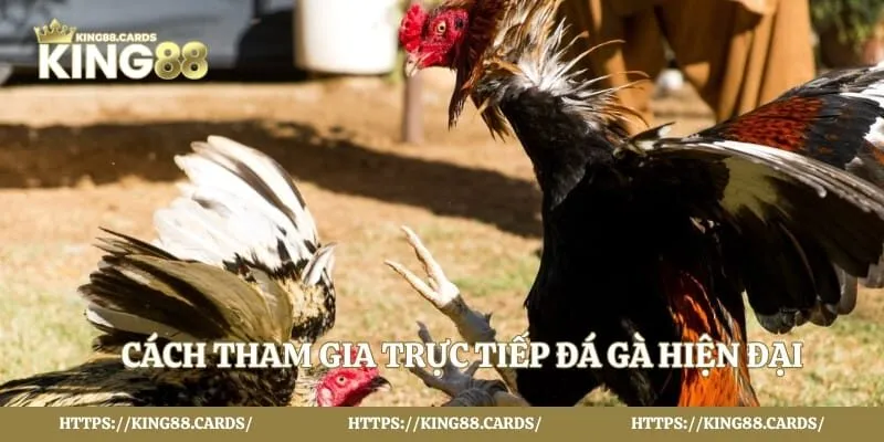 Cách tham gia trực tiếp đá gà hiện đại