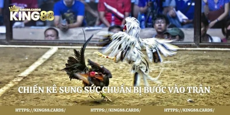 Chiến kê sung sức chuẩn bị bước vào trận đấu lớn