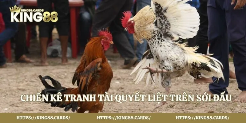 Chiến kê tranh tài quyết liệt trên sới đấu chuyên nghiệp