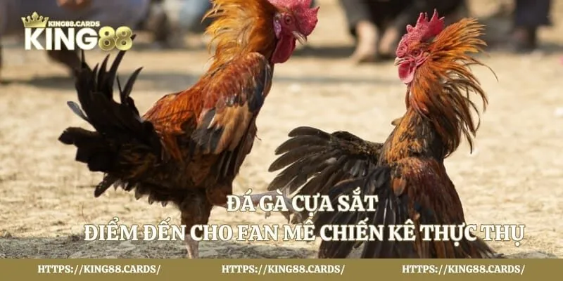 Đá Gà Cựa Sắt - Điểm Đến Cho Fan Mê Chiến Kê Thực Thụ