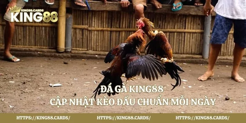 Đá Gà King88 - Cập Nhật Kèo Đấu Chuẩn Mỗi Ngày