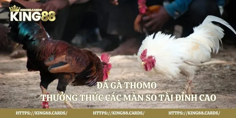 Đá Gà Thomo - Thưởng Thức Các Màn So Tài Đỉnh Cao