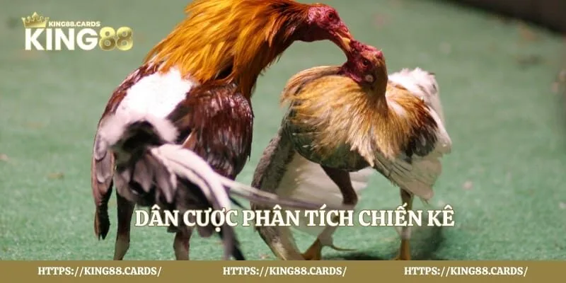 Dân cược phân tích chiến kê