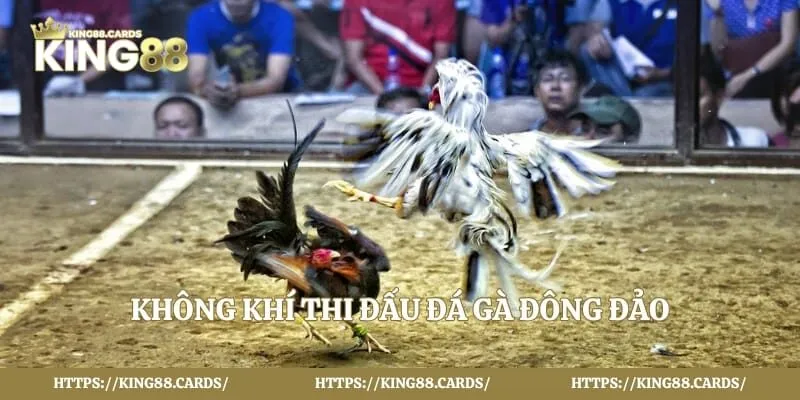 Không khí thi đấu đá gà đông đảo tại trường đấu