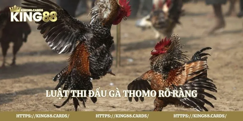 Luật thi đấu gà thomo rõ ràng 