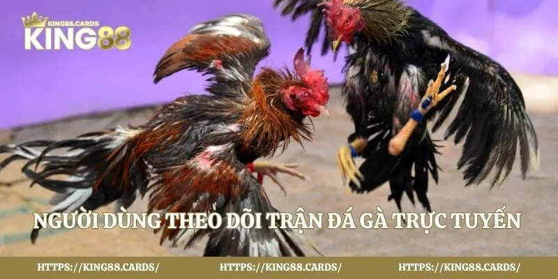 Người dùng theo dõi trận đá gà trực tuyến bằng điện thoại