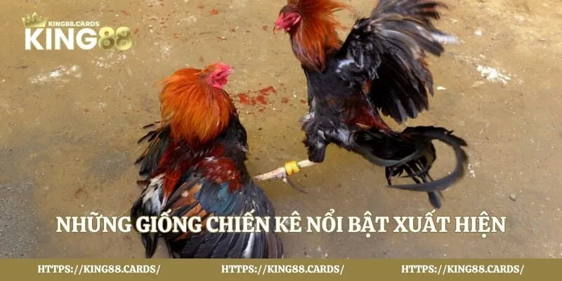 Những giống chiến kê nổi bật xuất hiện tại đấu trường