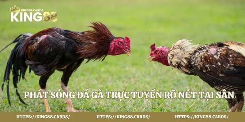 Phát sóng đá gà trực tuyến rõ nét tại sân cược