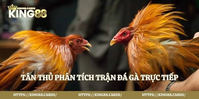 Tân thủ phân tích trận đá gà trực tiếp trên điện thoại