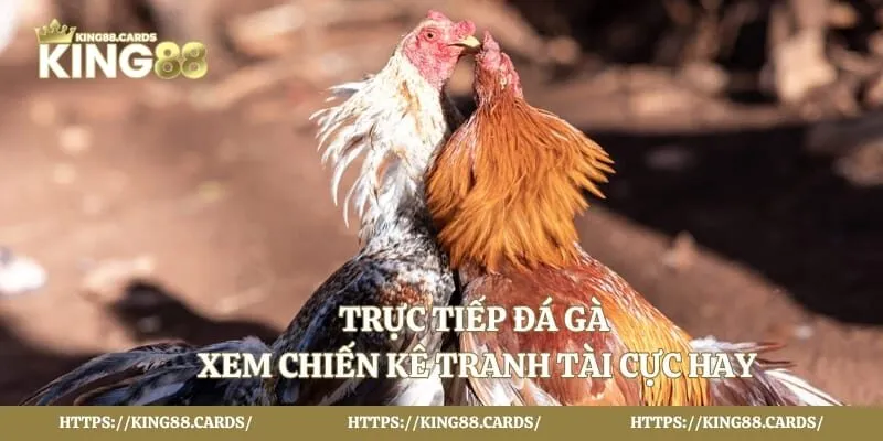 Trực Tiếp Đá Gà - Xem Chiến Kê Tranh Tài Cực Hay