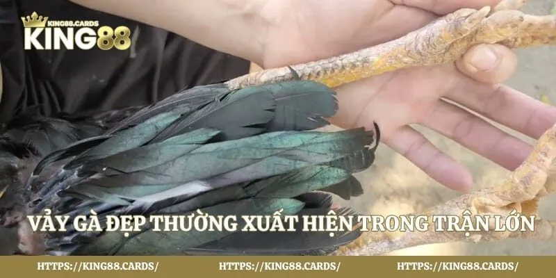 Vảy gà đẹp thường xuất hiện trong trận lớn